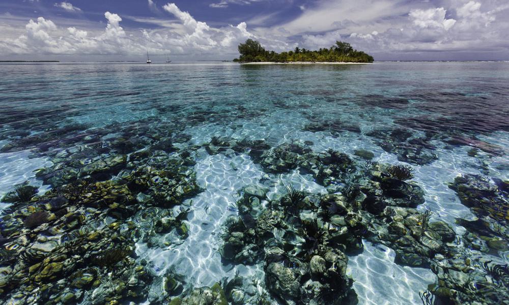 Belize reef