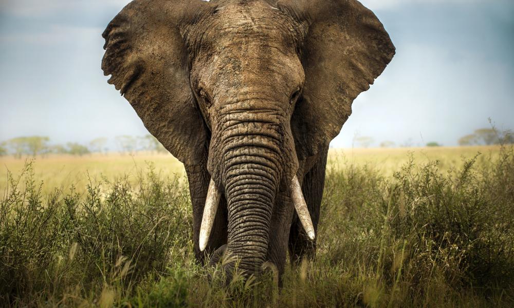 African elephant (Loxodonta africana) on the savanna in Africa