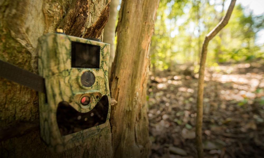 Camera trap on a tree