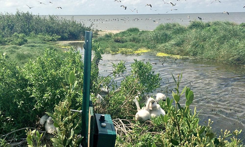 Camera trap by a river