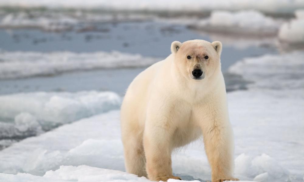 Polar bear, Norway