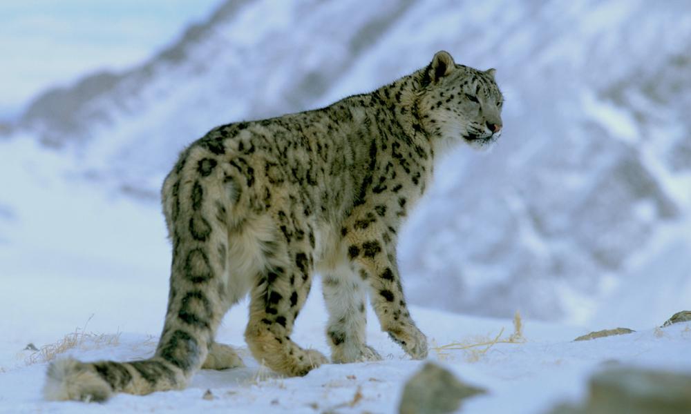 Snow leopard in snow on a mountain