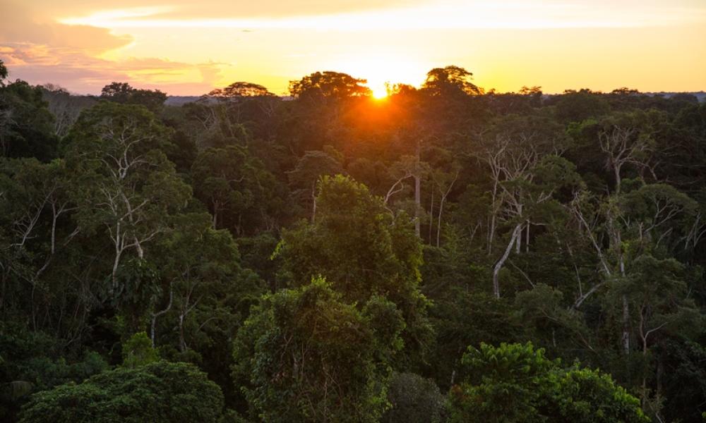 Amazon © Day's Edge Productions / WWF-US Amazon © Day's Edge Productions / WWF-US