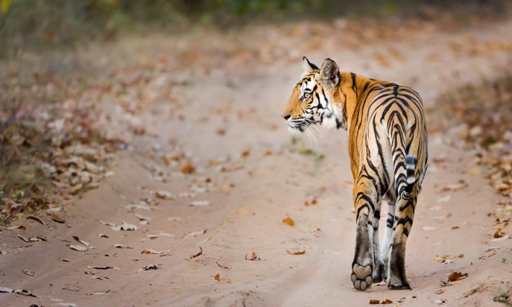 Bengal tiger, India © Richard Barrett  WWF-UK
