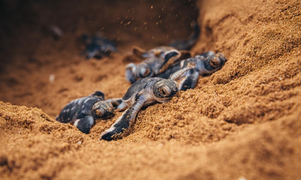 East Africa turtles © Jonathan Caramanus / Green Renaissance / WWF-UK