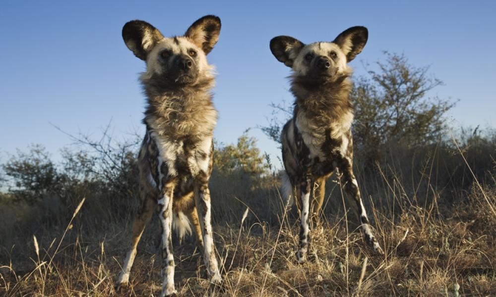 African wild dogs © Martin Harvey / WWF