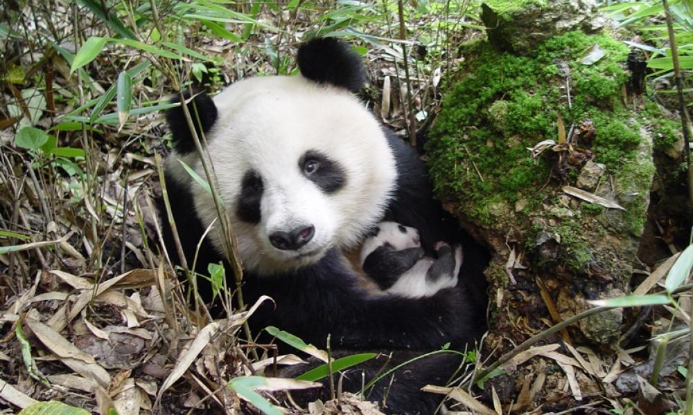 Giant panda © WWF China / Yong Yange