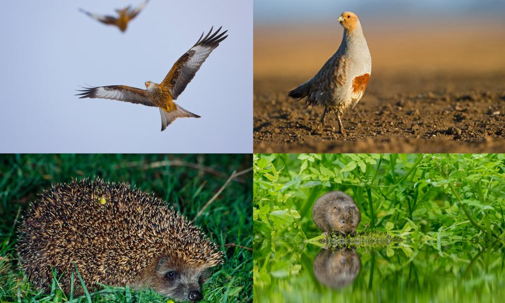 Animals underthreat in the UK countryside