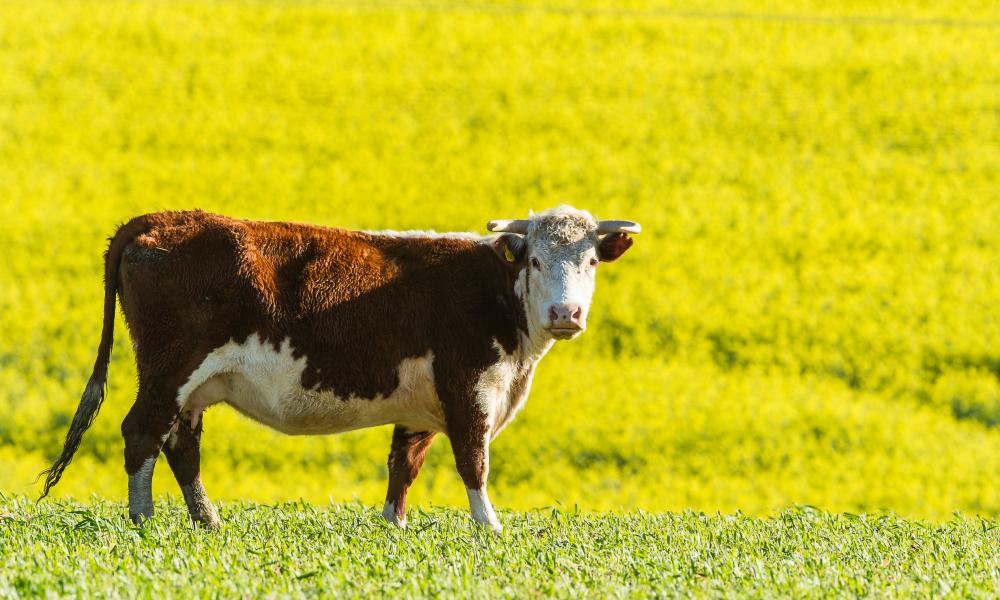 Beef Cattle feeding on transformed grasslands