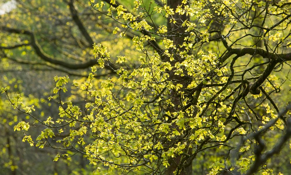 Oak trees