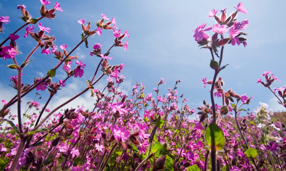 Wild flowers including Red Campion growing in a Cornish hedgerow near St Just, UK.