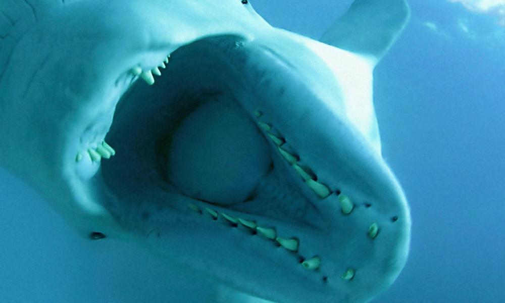 Beluga Whale