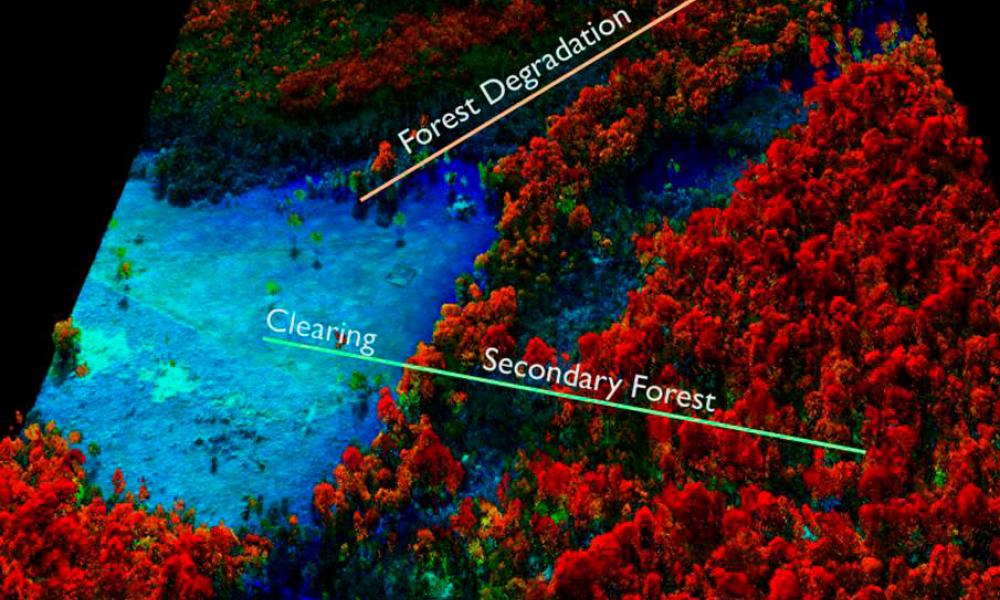 Lidar image of forest