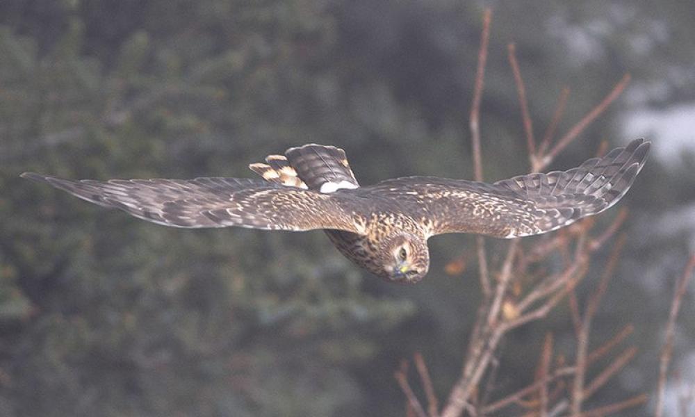 Hen Harrier