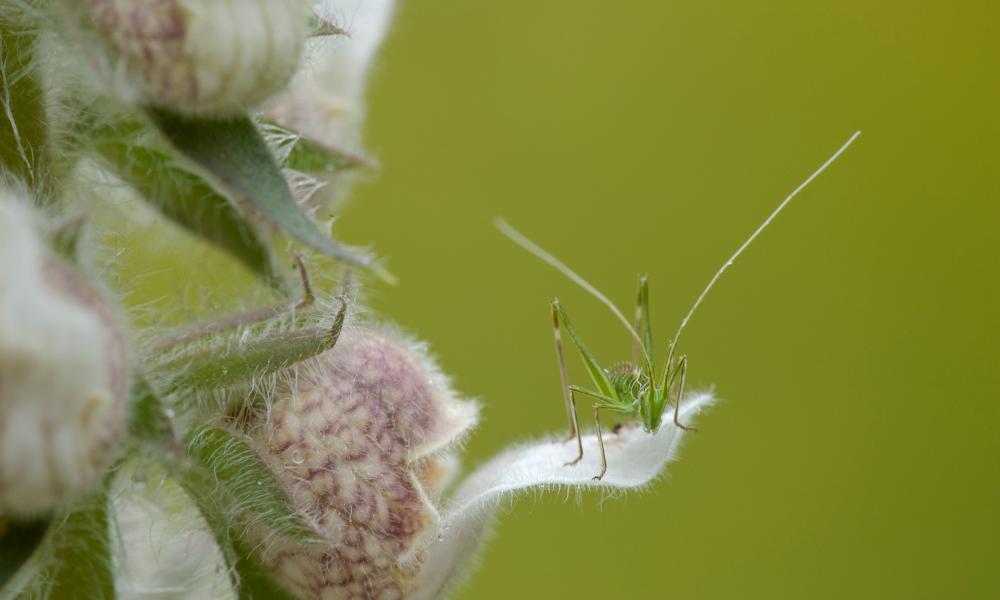 Juvenile grasshopper (Orthoptera) on a woolly foxglove flower (Digitalis lanata) Bulgaria, May 2008