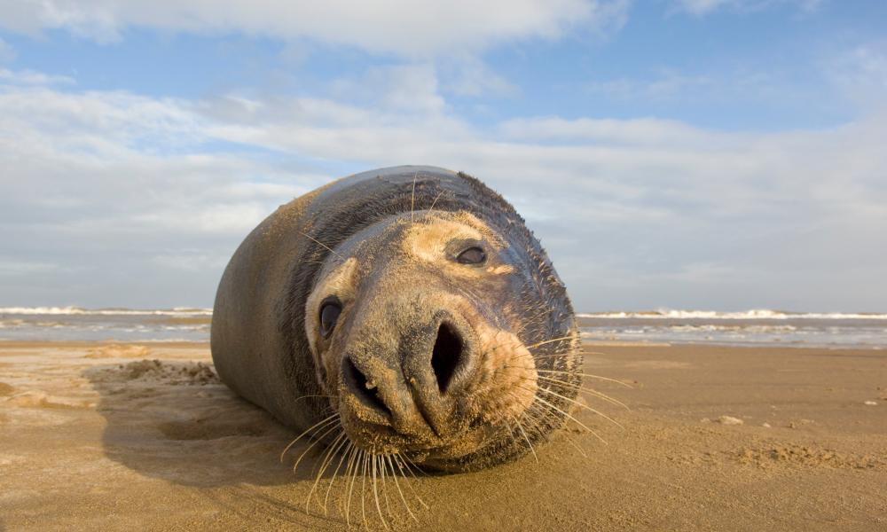 Grey seal (Halichoerus grypus) lying on beach, Donna Nook, Lincolnshire, UK, November 2008