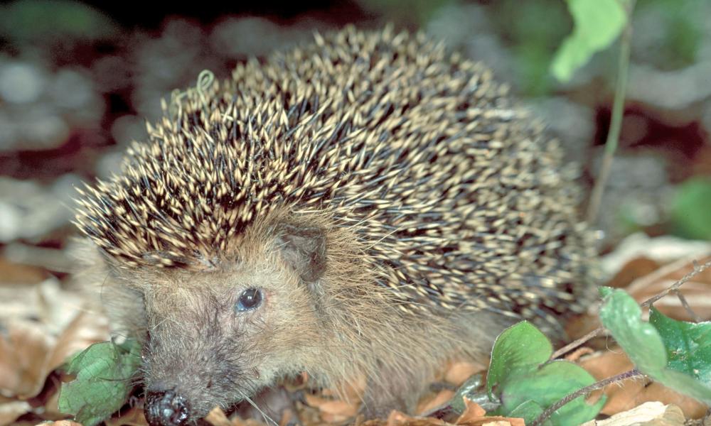 Erinaceus europaeus, Western European hedgehog. Innsbruck, Austria