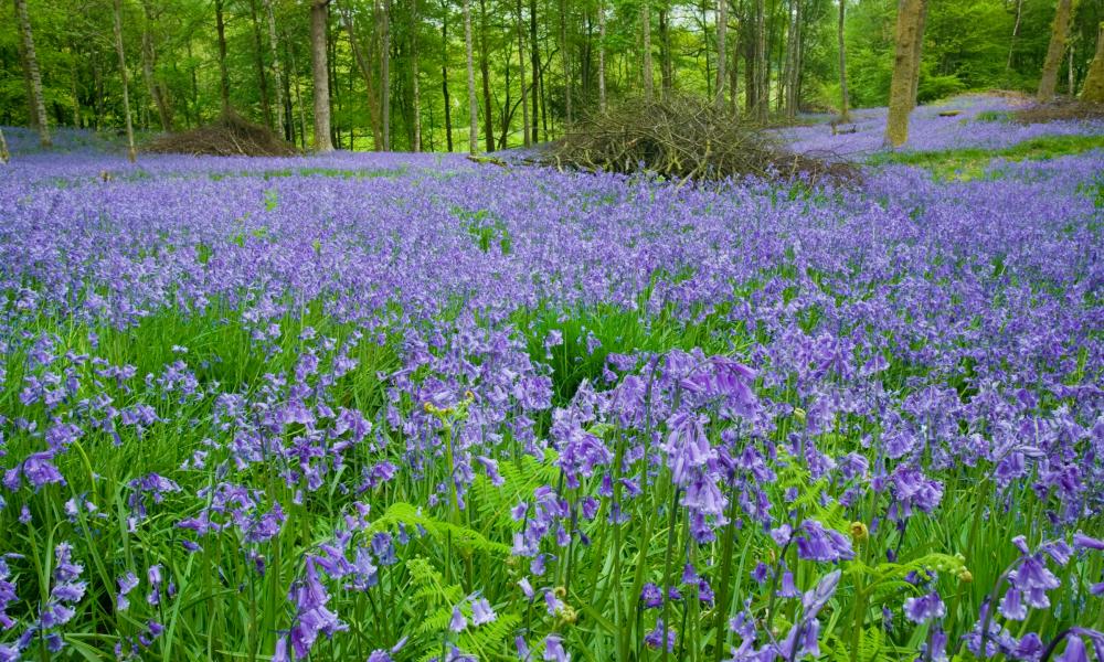 Bluebells in woodland near Ambleside, Cumbria, UK. Like many wild flowers they are starting to bloom earlier due to rising temperatures.