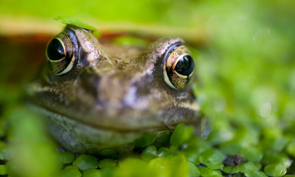 Common Frog now starting to breed much earlier in the spring due to rising temperatures, Ambleside, UK.