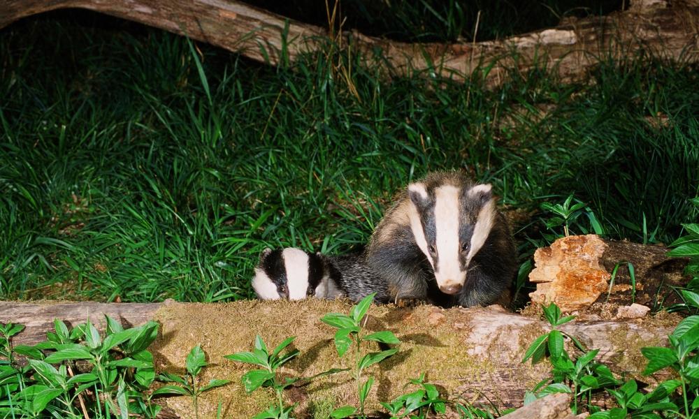 Badger - Ambleside, UK
