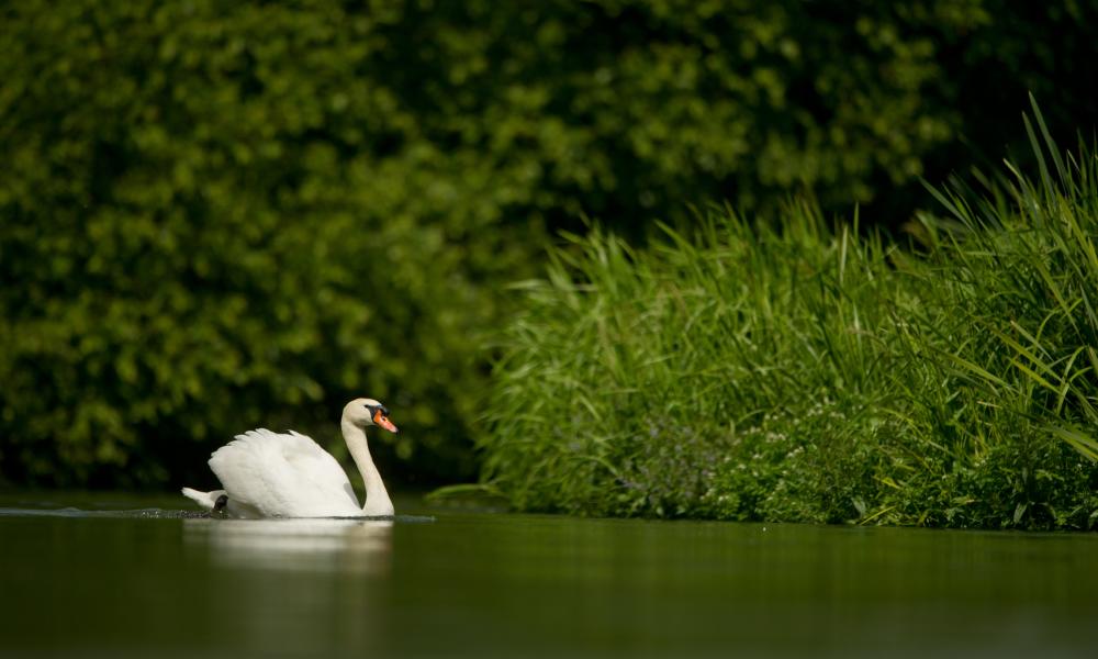 A Mute Swan (Cynus olor) bathing in the River Itchen, Hampshire, UK.