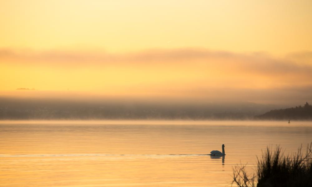 A Mute Swan seen with mist on Lake Windermere at Waterhead, Ambleside, Lake District, at sunrise, UK