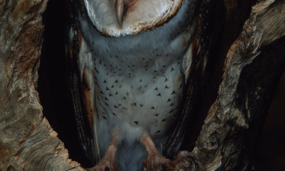 Tyto alba Barn owl In it's nesting hole in a tree Found worldwide