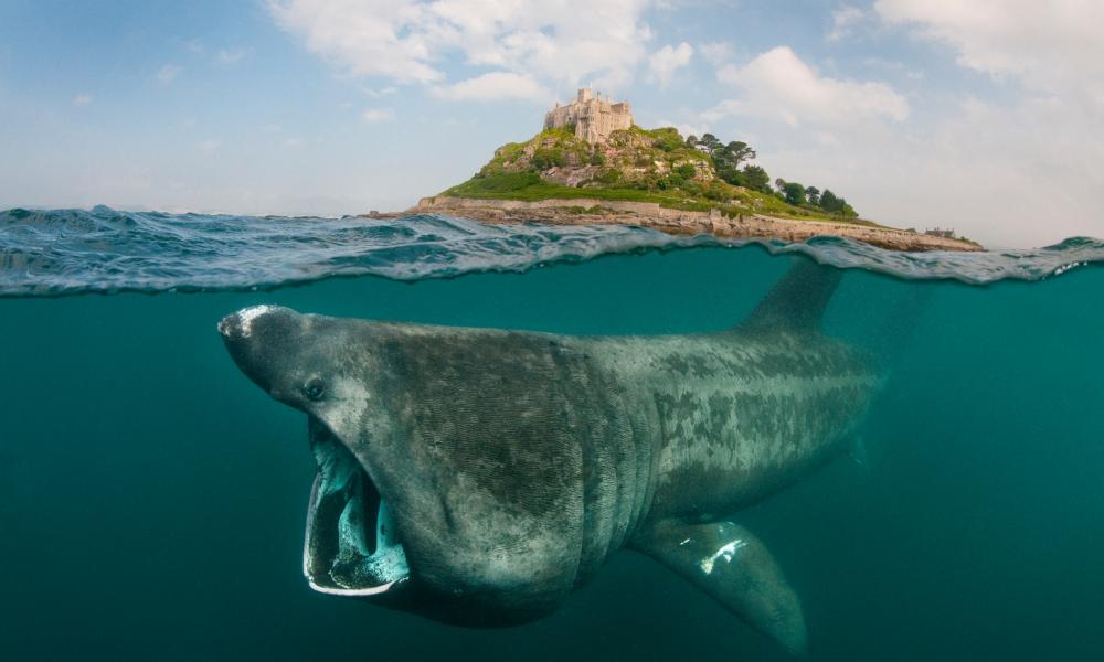 A split level digital composite showing a Basking shark (Ceterhinus maximus) feeding on plankton around St Michael's Mount, Cornwall, UK