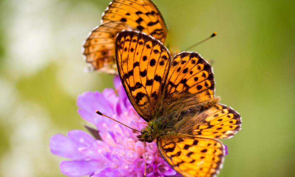 High brown fritillary (Fabriciana adippe) sitting on a field scabious (Knautia arvensis).