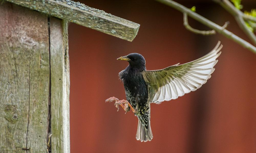 Common starling (Sturnus vulgaris) by a birdhouse.