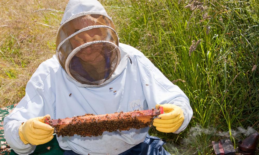 Bill Mackereth, a beekeeper from Cockermouth, Cumbria, UK, checks his hives for signs of Varroa destructor damage