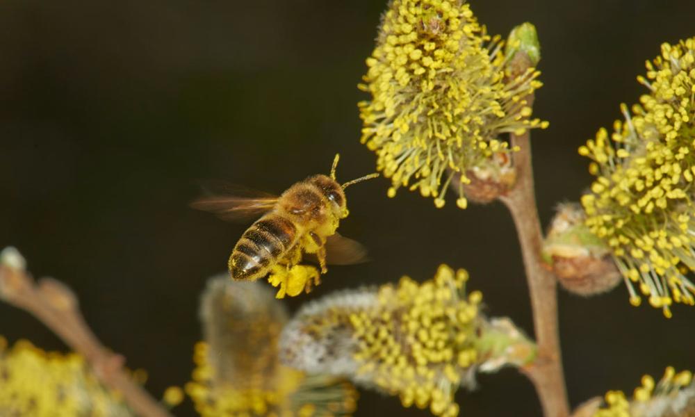 Western honey bee (Apis mellifera) visiting willow flowers (Salix caprea).