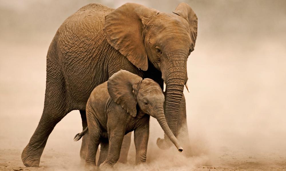 Extraordinary elephants