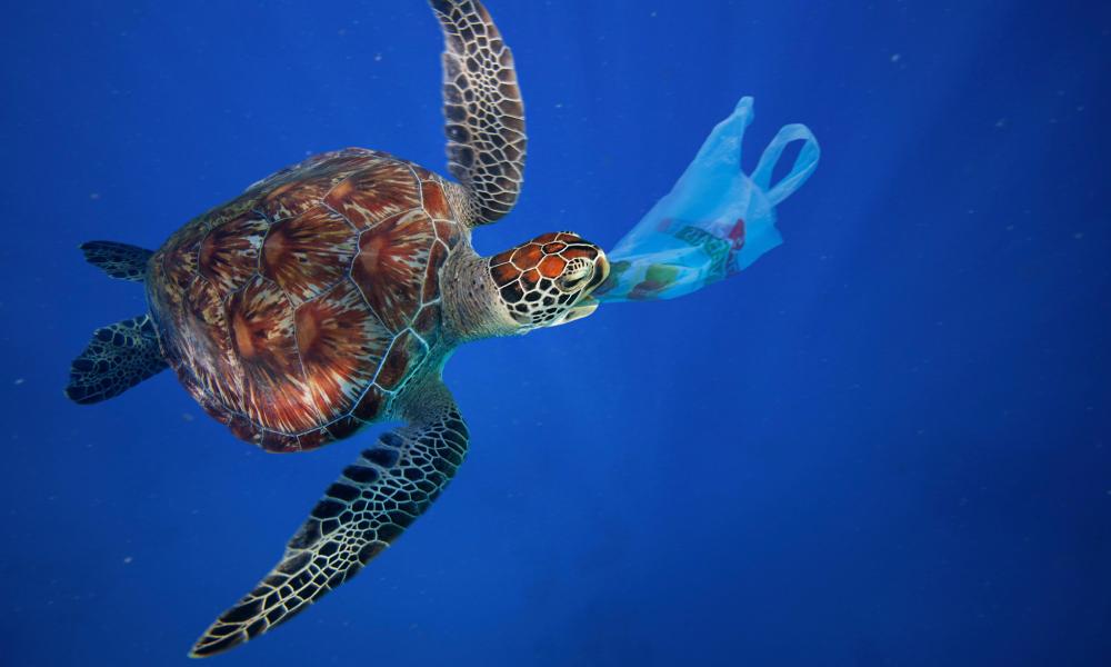 Turtle with a plastic bag