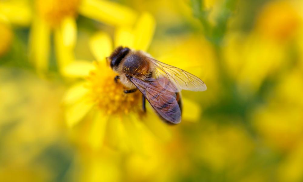 Bees