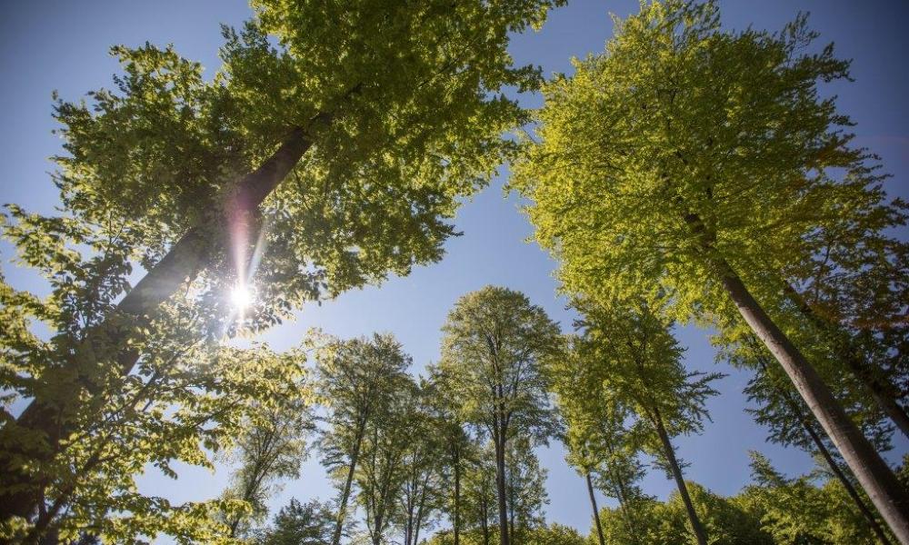 Forest sky © James Morgan / WWF