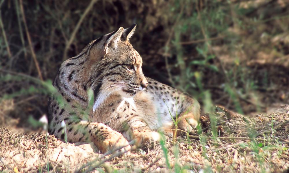 Iberian or Spanish lynx (Lynx pardinus).
