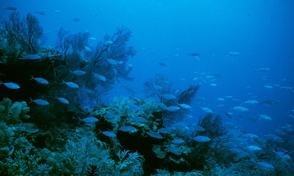 Deep reef community Barrier reef Carrie Bow Caye, Belize