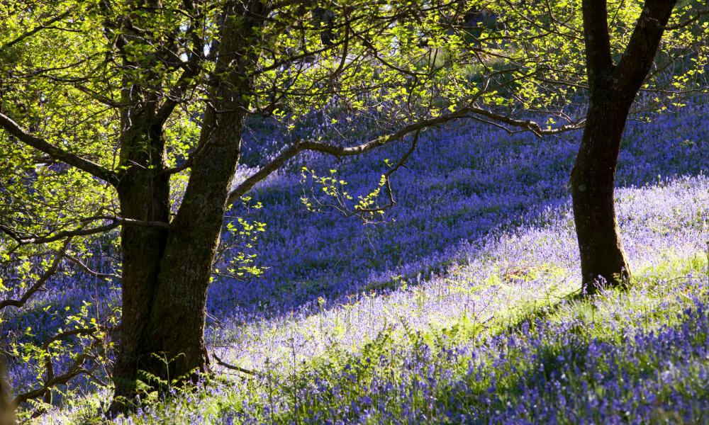 Bluebells growing near Rydal in the Lake District, UK