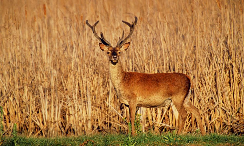 A deer (Cervus elaphus) in Coto Donana National Park