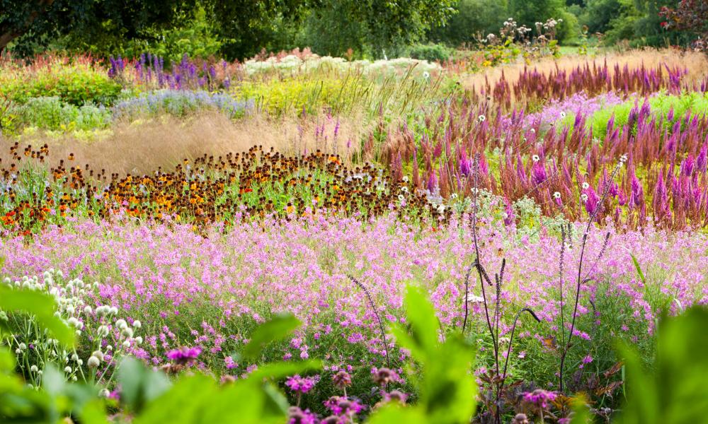 The Millenium Garden at Pensthorpe nature reserve, Norfolk, UK, was designed by Piet Oudolf