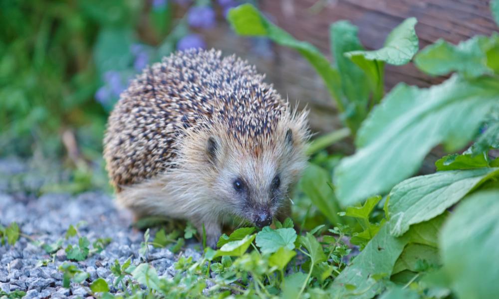 European Hedgehog