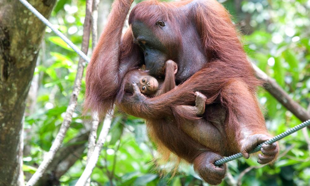Sumatran Orang utan male