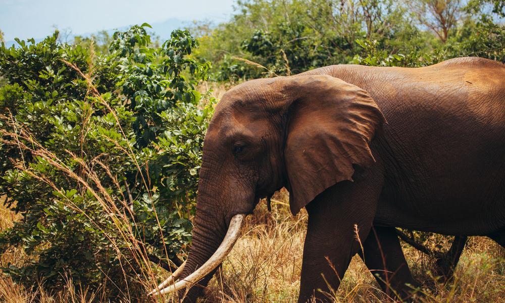 Elephant (Loxodonta) in Selous Game Reserve, Tanzania.