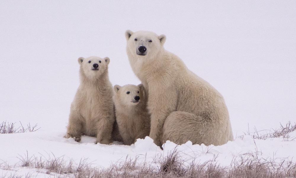 Polar bear with cubs