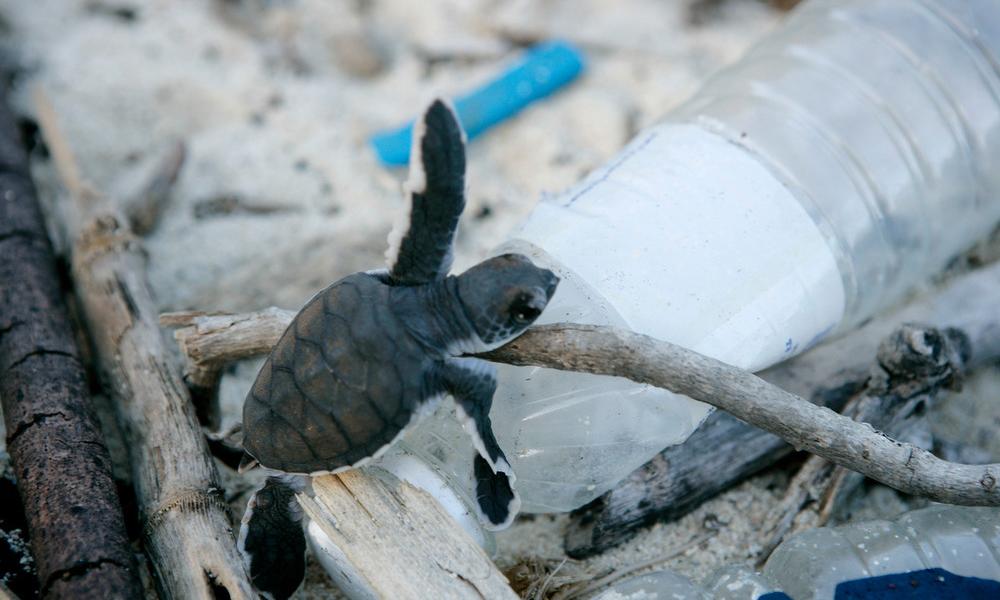 World Sea Turtle Day Wwf World Sea Turtle Day Wwf
