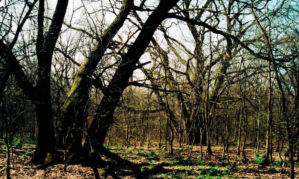 Pirin National Park - Oak tree forest Danube Island - © Hervé Lethier / WWF