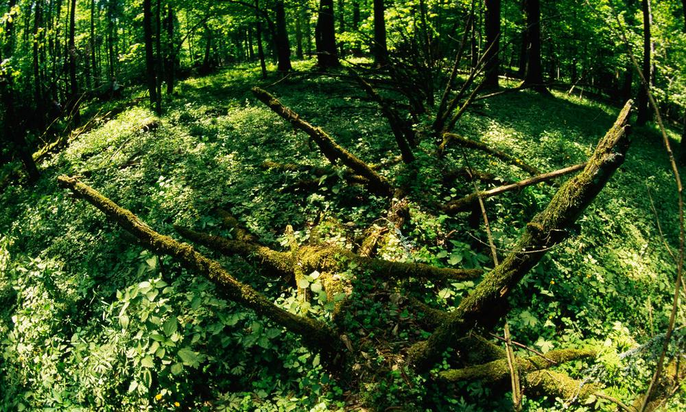 Dead tree trunks lying in the ground of Bialowieza National Park, Poland - © Sanchez & Lope / WWF