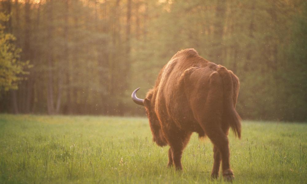 European bison walking in Bialowieza National Park, Poland - © Sanchez & Lope / WWF