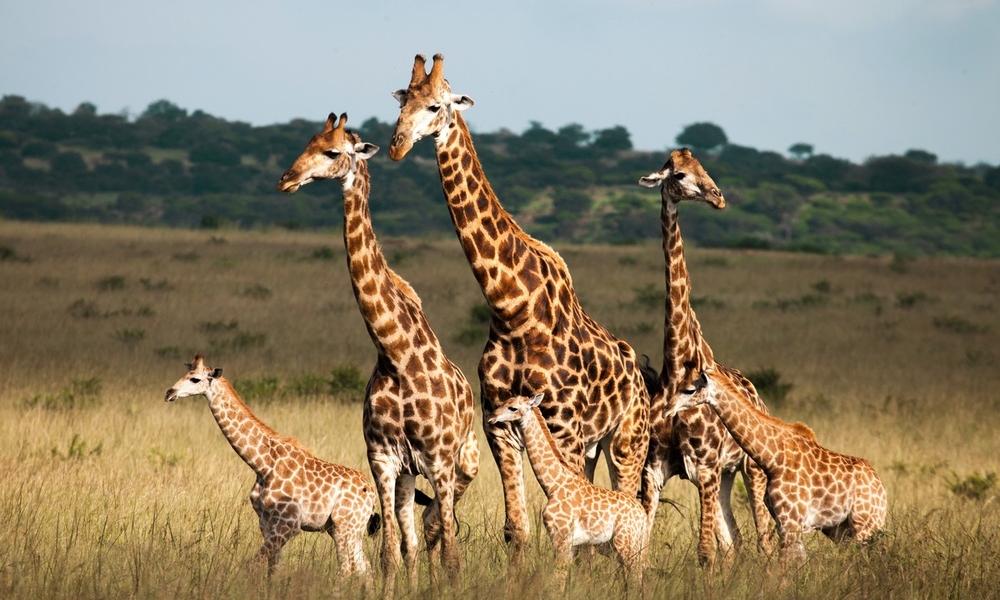 Saving Selous Game Reserve Tanzania Wwf